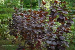 Acalypha wilkesiana